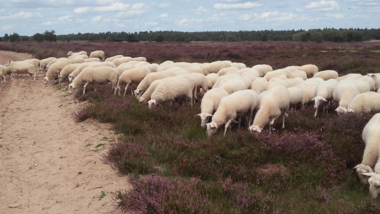 Poort Van De Veluwe 부투이젠 외부 사진
