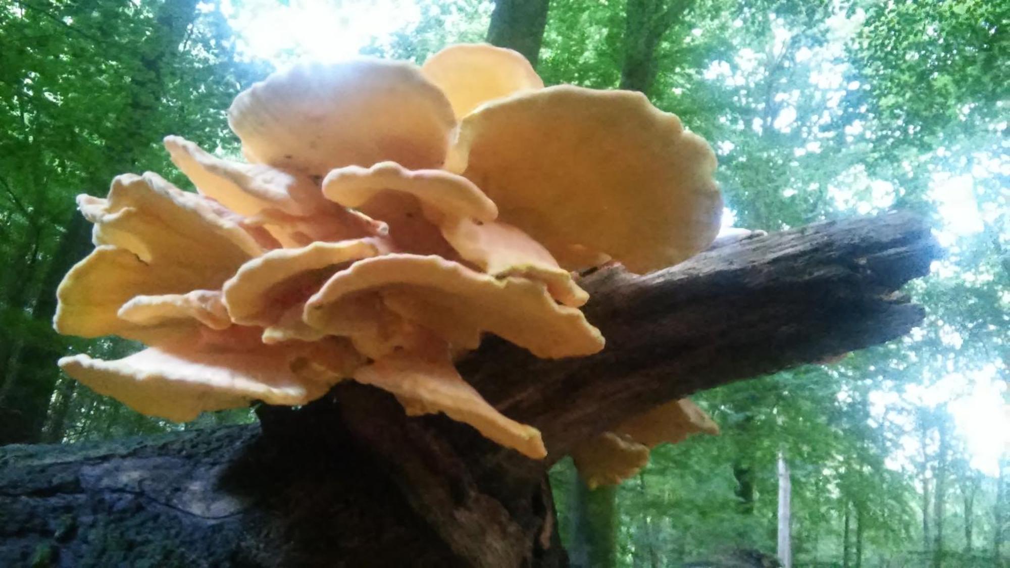 Poort Van De Veluwe 부투이젠 외부 사진